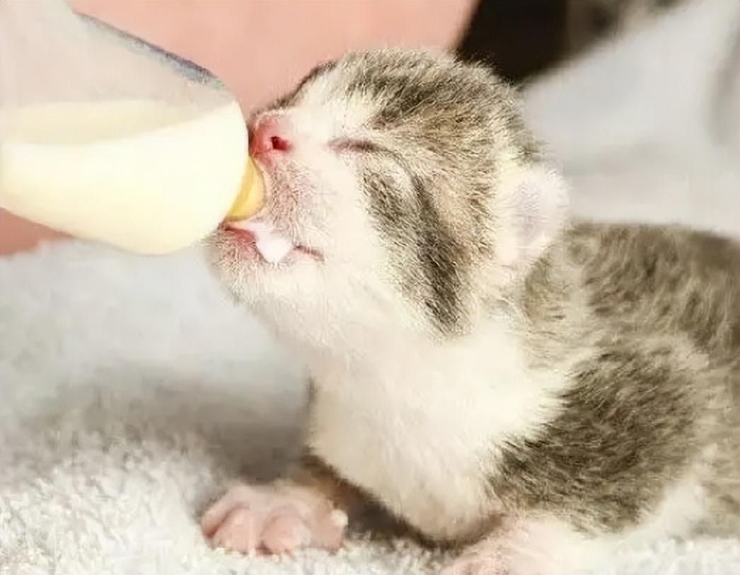 猫可以喝人的纯牛奶么满月（幼猫喝牛奶行吗）