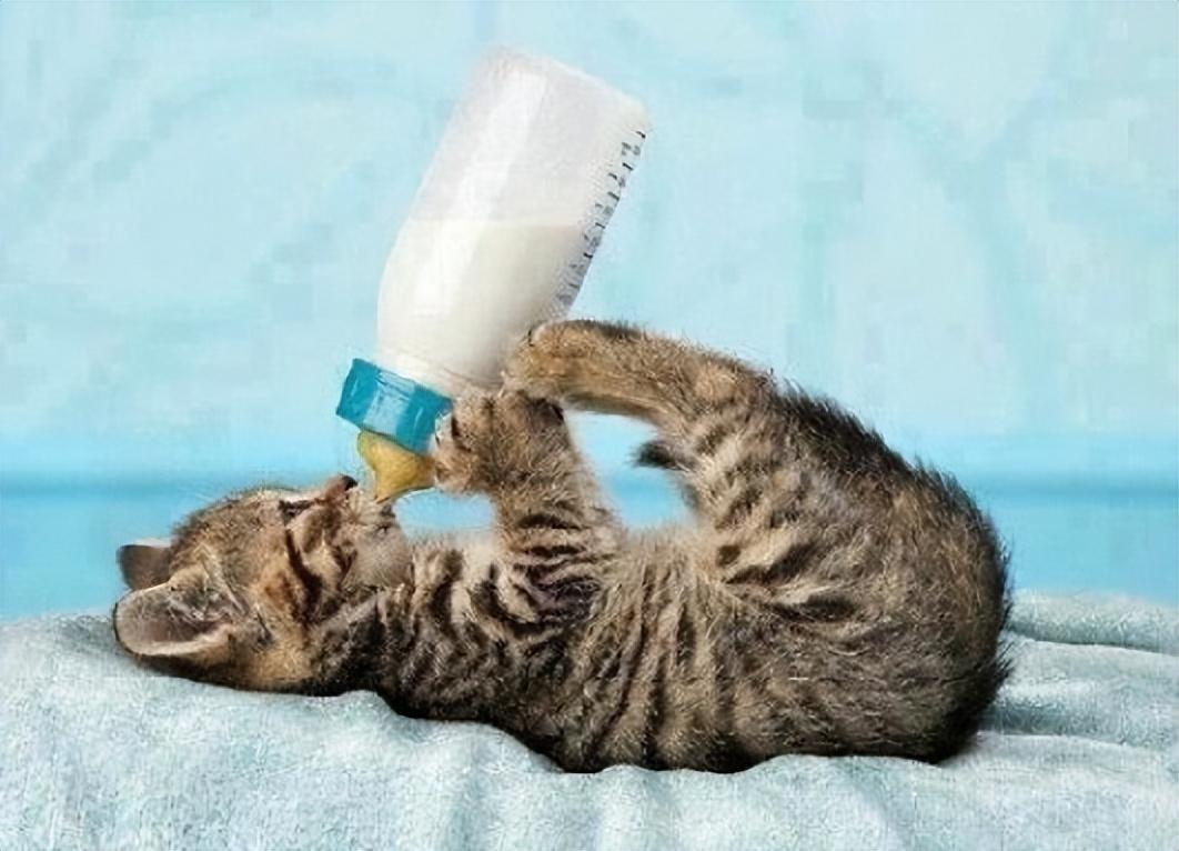 猫可以喝人的纯牛奶么满月（幼猫喝牛奶行吗）