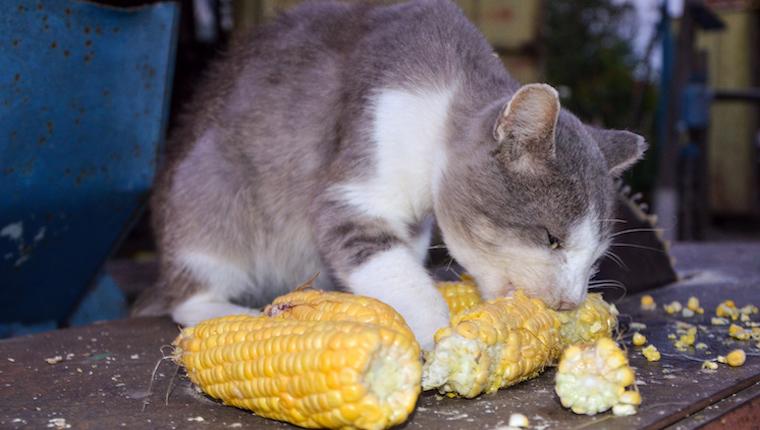 猫咪可以吃玉米粒吗有营养吗（猫咪可以吃玉米粥吗）