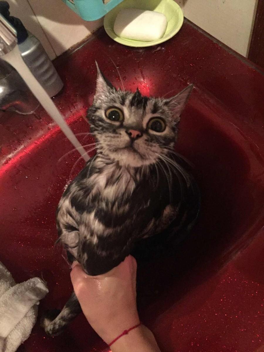 二个月小猫洗澡会死吗为什么（给小猫咪洗完澡第二天死了）