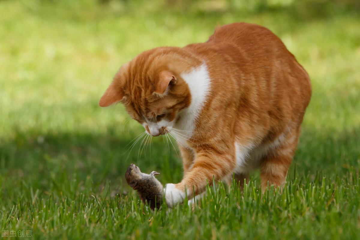 猫喜欢抓老鼠吃是因为老鼠体内含有什么