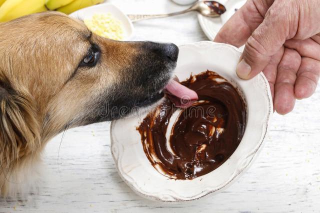 狗不能吃巧克力的原因（狗不能吃巧克力骗局）