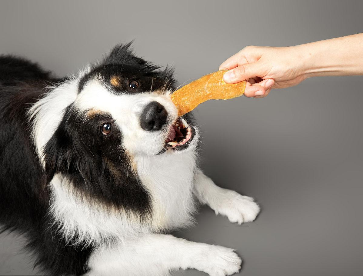 狗狗可以吃饼干吗,里面有糖成分（狗狗吃饼干会怎么样）