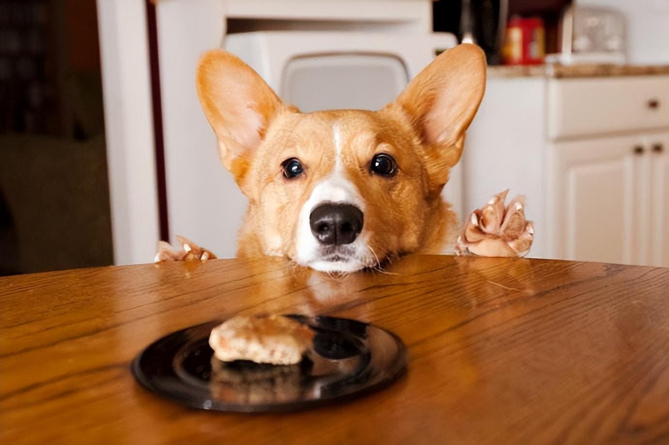 狗狗可以吃饼干吗,里面有糖成分（狗狗吃饼干会怎么样）