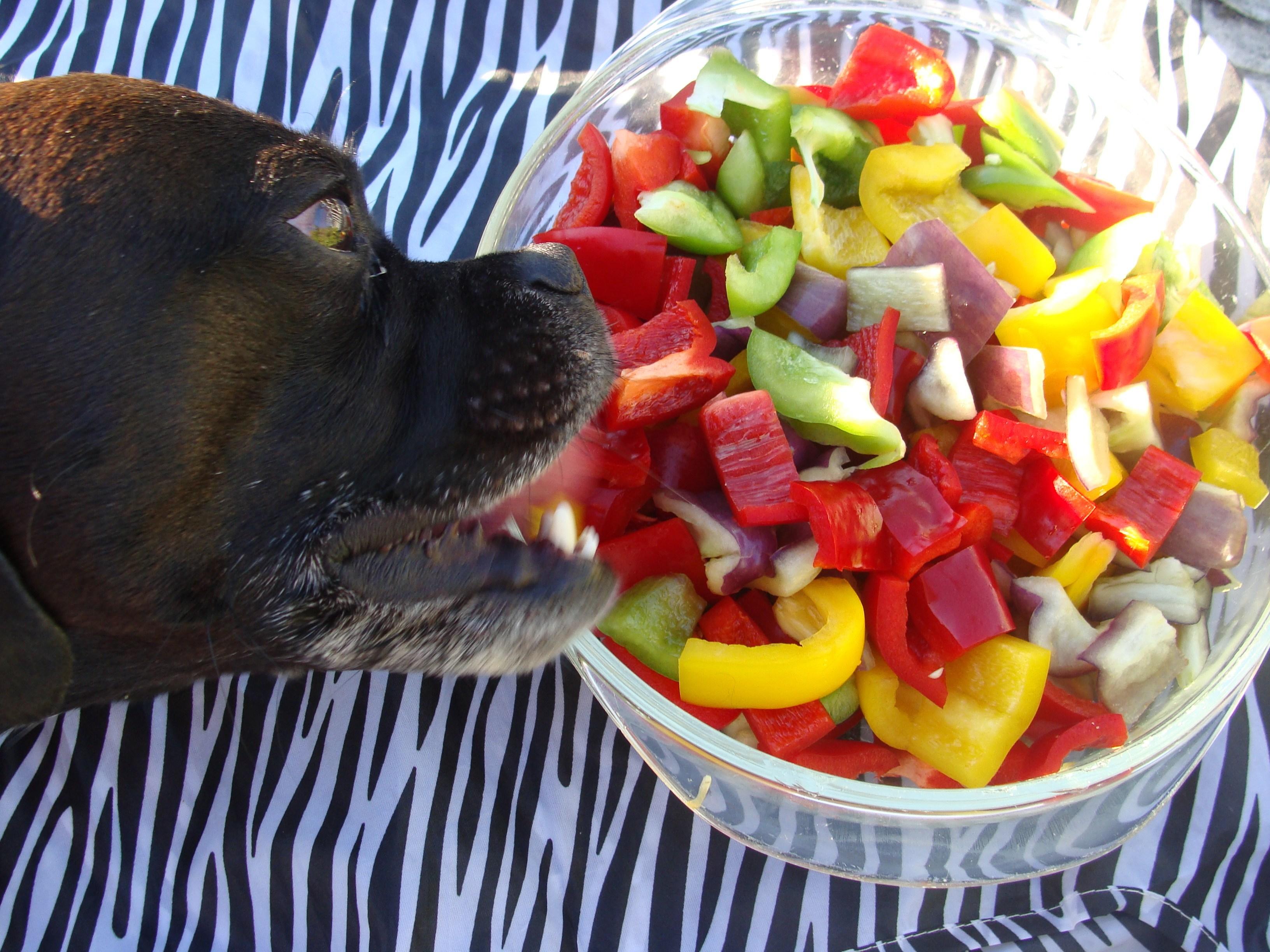 狗能吃青椒吗不辣的（狗狗能吃红彩椒和黄彩椒吗）