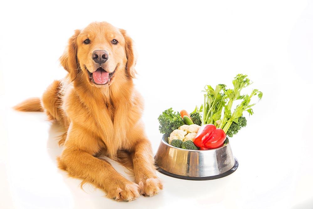 狗能吃青椒吗不辣的（狗狗能吃红彩椒和黄彩椒吗）