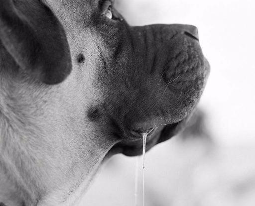 狗的口水对人有害吗 怎么消毒（狗的口水进入了人的嘴）
